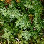 Mutellina adonidifolia その他の提案
