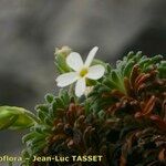Androsace pyrenaica Blüte