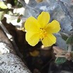 Fumana thymifolia Flower