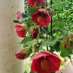 Abutilon guineense Květ