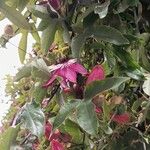 Passiflora amethystina Цветок