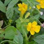 Mimulus guttatus Blad