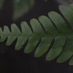 Pteris fauriei Blatt