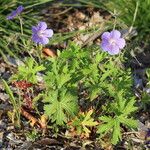 Geranium himalayense Характер