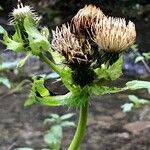 Cirsium oleraceumBlomma