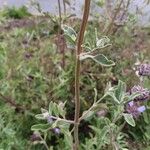 Salvia leucophylla Лист