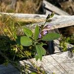 Salvia officinalisKvet