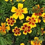 Tagetes tenuifolia Libunga