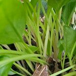 Arum cylindraceum Rhisgl