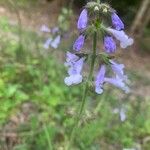 Salvia lyrataBlüte