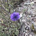 Globularia arabica ᱵᱟᱦᱟ