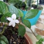 Browallia speciosa Floare