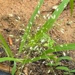 Eragrostis unioloides Liść