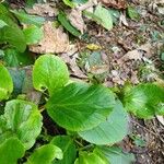 Bergenia stracheyi Deilen