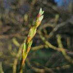 Salix triandra Levél