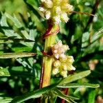 Cuscuta europaea Квітка