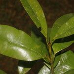 Calophyllum brasiliense Blatt