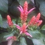 Aphelandra sinclairiana Flor