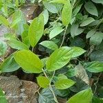 Paederia foetida Leaf