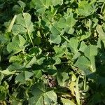 Medicago coronata Leaf