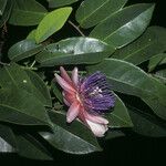 Passiflora laurifolia Kwiat