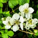 Rubus canescens Květ