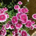 Dianthus chinensis Floare