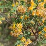 Coronilla glauca花