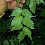 Dialium guianense Leaf