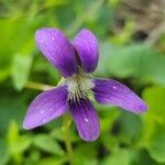 Viola × melissifolia Flower