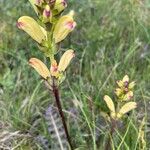 Pedicularis sceptrum-carolinum Flower