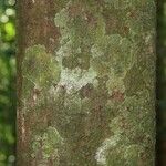 Elvasia elvasioides Bark