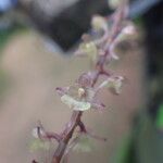 Rhipidoglossum rutilum Flower