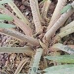 Encephalartos pterogonus बार्क (छाल)