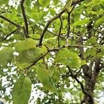 Amelanchier canadensis Leaf