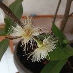 Syzygium samarangense 樹皮