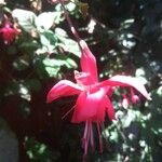 Fuchsia magellanica花