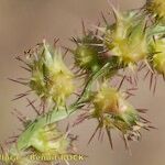 Cenchrus longispinus Fruit