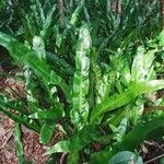 Microsorum punctatum Blatt
