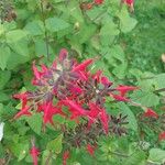 Salvia coccinea 花