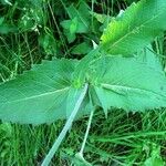 Knautia dipsacifolia Leaf