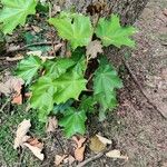 Pterospermum acerifolium Hoja