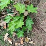 Pterospermum acerifolium Blatt