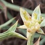 Echinophora spinosa Blomma