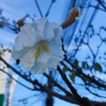 Tabebuia roseoalba Blomma