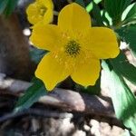 Anemone ranunculoides Blomma