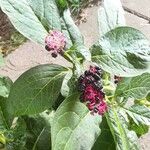 Phytolacca acinosa Плід