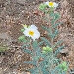 Argemone pleiacantha Flor
