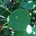 Tropaeolum majus Leaf