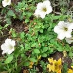 Petunia × atkinsianaFlower